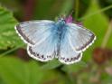 Chalk-hill Blue.jpg